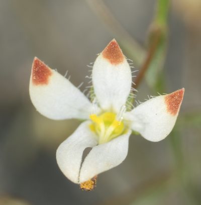 Nemacladus orientalis, photographed by Jesse Rorabaugh