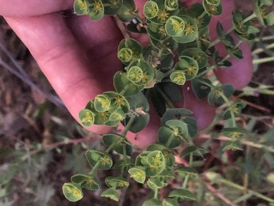 Euphorbia segetalis, photographed by Amy Huie