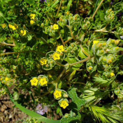 Mentzelia micrantha, photographed by Dan Horowitz