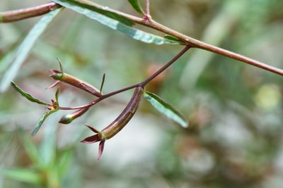 Ludwigia perennis, photographed by Cheng-Tao Lin