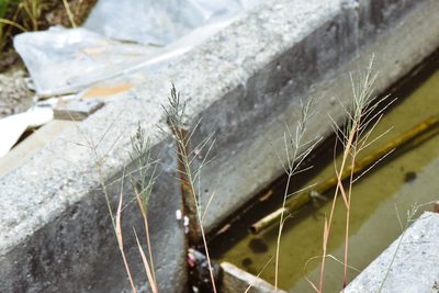 Leptochloa chinensis, photographed by Cheng-Tao Lin