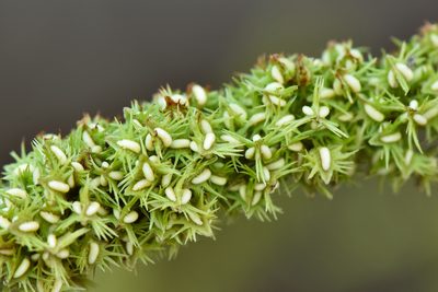 Rumex dentatus, photographed by Cheng-Tao Lin