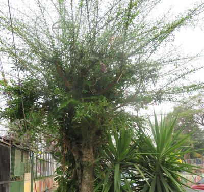 Crescentia alata, photographed by Melvin Bonilla