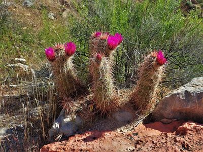 Echinocereus relictus, photographed by Mitch Van Dyke