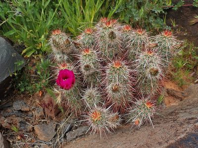 Echinocereus relictus, photographed by Mitch Van Dyke