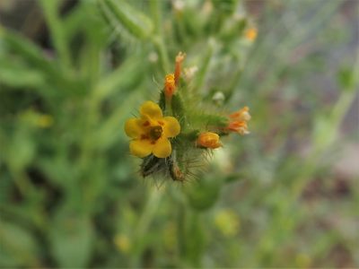 Amsinckia tessellata, photographed by Mitch Van Dyke