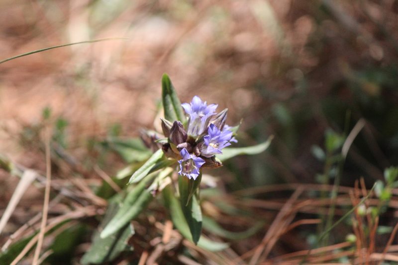Gentiana spathacea, photographed by José Belem Hernández Díaz