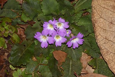 Primula scapigera, photographed by Rohit