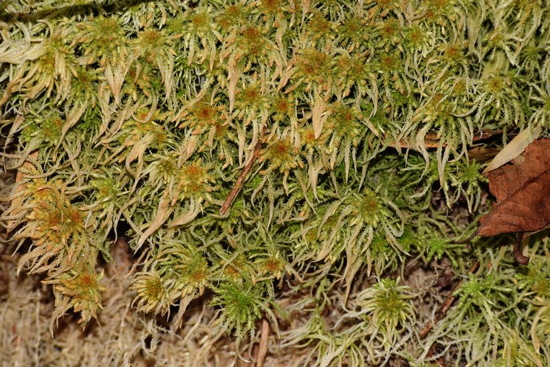 Sphagnum junghuhnianum, photographed by Rohit