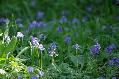 Scilla bithynica, photographed by katunchik