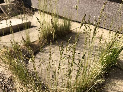 Poa angustifolia, photographed by Pavel Kacl