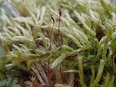 Brachythecium glareosum, photographed by Christian Berg