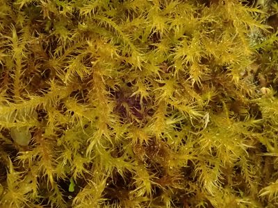 Campylium chrysophyllum, photographed by Christian Berg