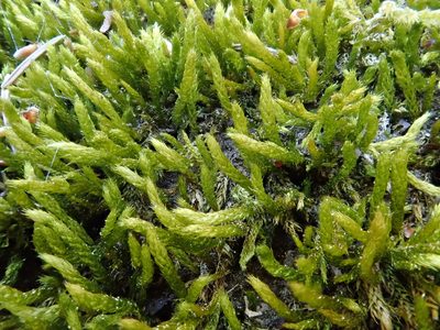 Cirriphyllum crassinervium, photographed by Christian Berg