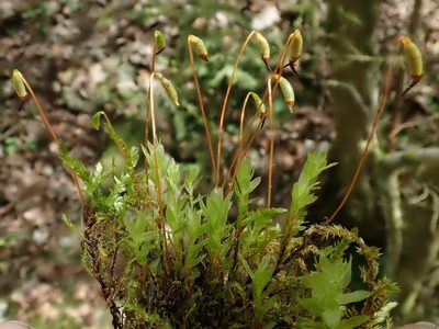 Mnium marginatum, photographed by Christian Berg