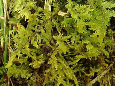 Thuidium assimile, photographed by Christian Berg