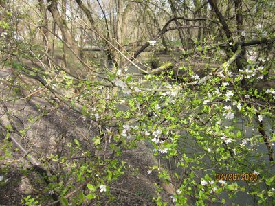 Prunus tomentosa, photographed by Svetlana Polevova