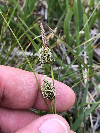 Carex hostiana, photographed by Thomas Ebner