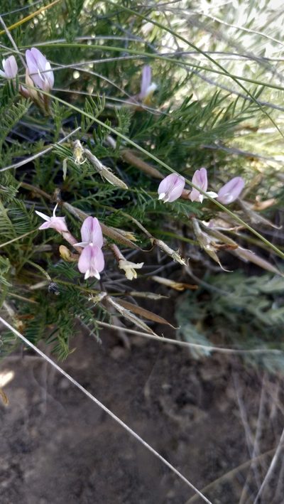 Astragalus corniculatus, photographed by Влад