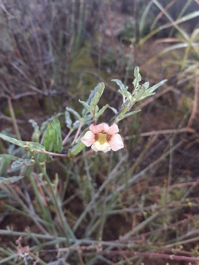Sesamum capense, photographed by Brian du Preez