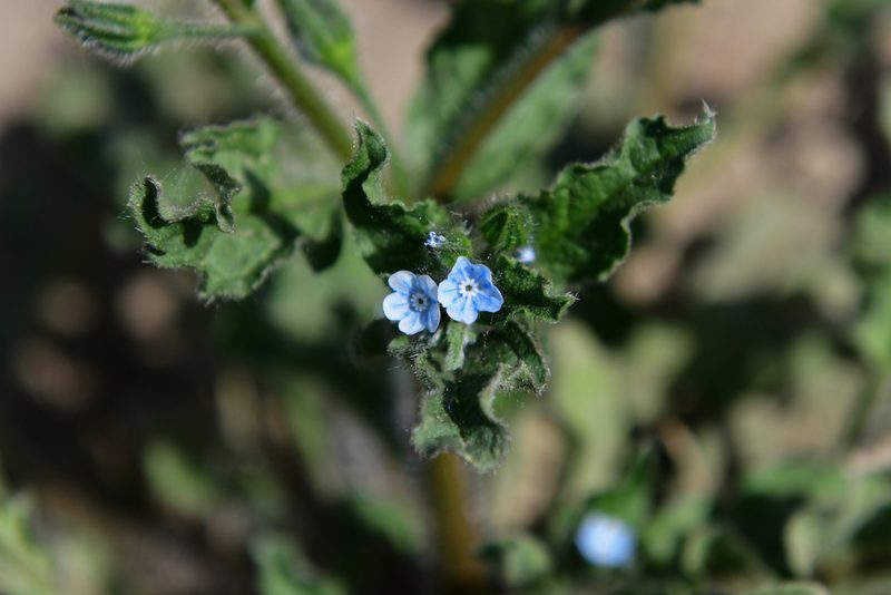 Bothriospermum chinense, photographed by Yi CHEN
