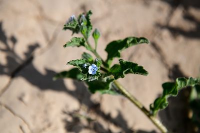 Bothriospermum chinense, photographed by Yi CHEN