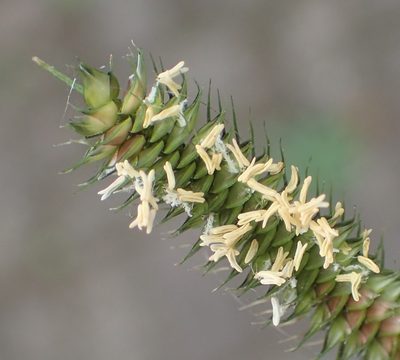 Dactyloctenium australe, photographed by Nicola van Berkel
