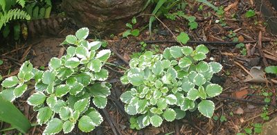 Coleus madagascariensis, photographed by Brendan Smith