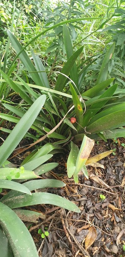 Clivia miniata, photographed by Brendan Smith