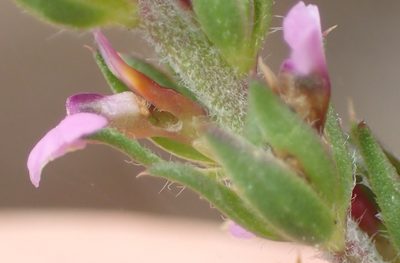 Muraltia squarrosa, photographed by Nicola van Berkel