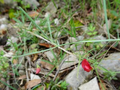 Lathyrus setifolius, photographed by Thomas Koffel