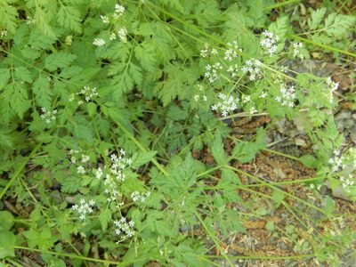 Anthriscus cerefolium, photographed by talum