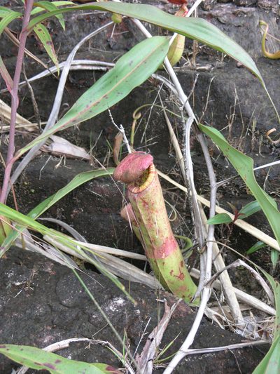 Nepenthes kampotiana, photographed by Oleg Kosterin