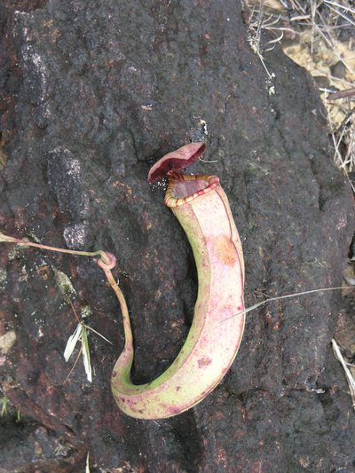Nepenthes kampotiana, photographed by Oleg Kosterin