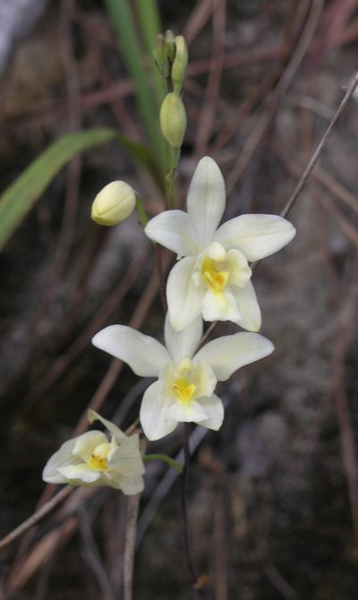 Spathoglottis eburnea, photographed by Oleg Kosterin