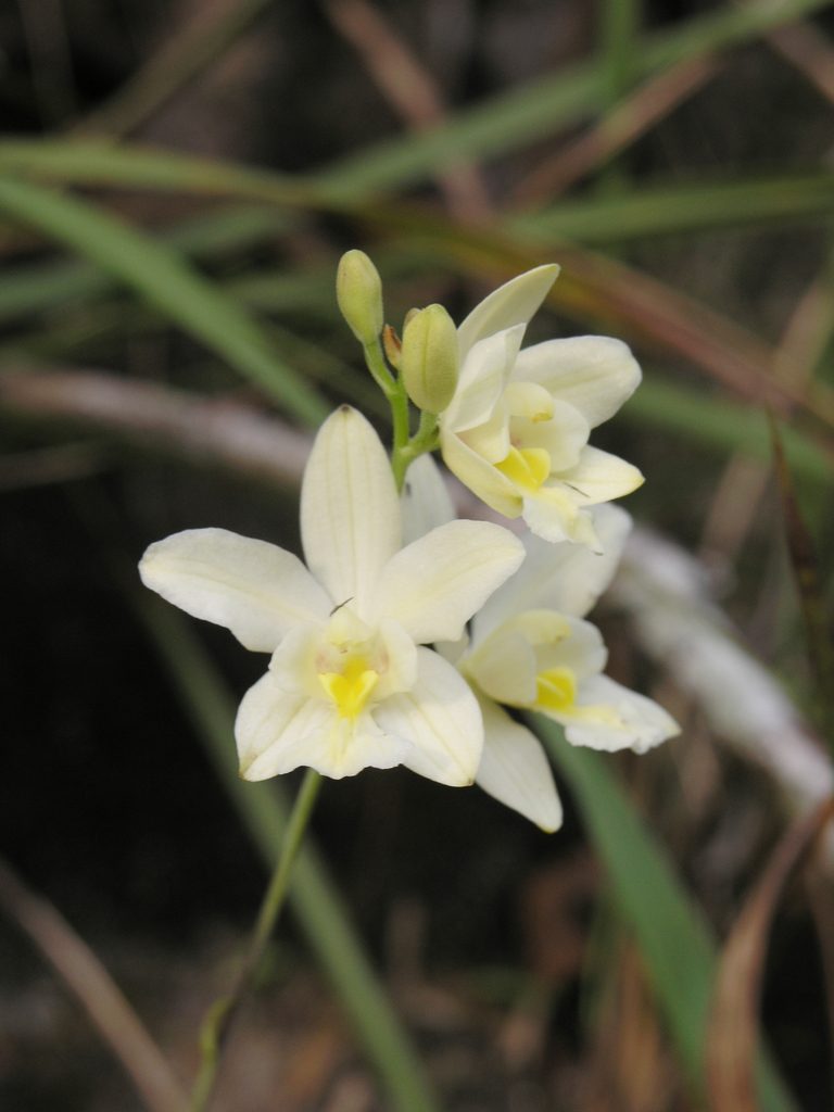 Spathoglottis eburnea, photographed by Oleg Kosterin