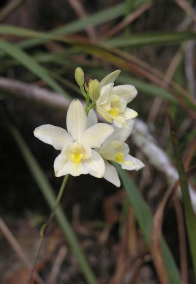 Spathoglottis eburnea, photographed by Oleg Kosterin