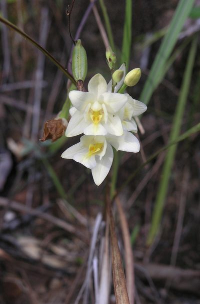 Spathoglottis eburnea, photographed by Oleg Kosterin