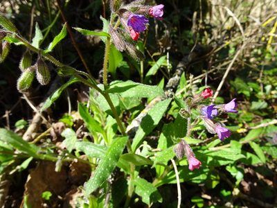 Pulmonaria longifolia, photographed by Thomas Koffel