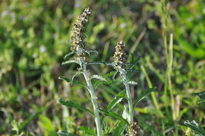 Gamochaeta purpurea, photographed by brybrysciguy
