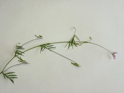 Vicia parviflora, photographed by Roland Godon