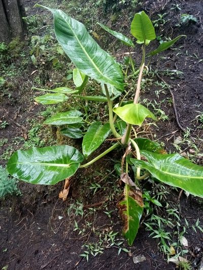 Philodendron brenesii, photographed by Leo Arias