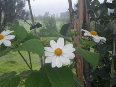 Montanoa ovalifolia, photographed by Andrés Ramírez-Barrera