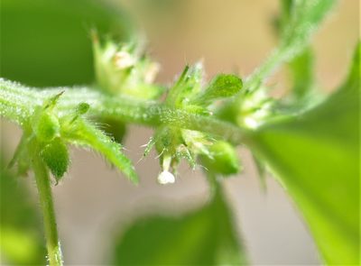 Didymodoxa capensis, photographed by flamelily