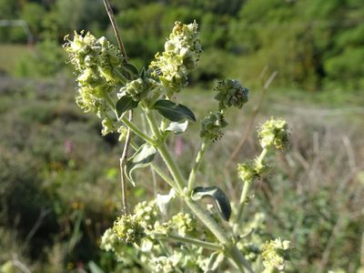 Mercurialis tomentosa, photographed by Thomas Koffel