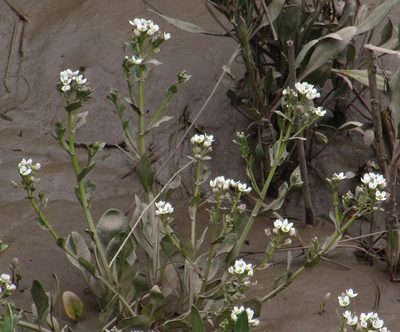 Cochlearia anglica, photographed by Jon Mortin