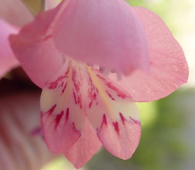 Gladiolus martleyi, photographed by Peter Warren