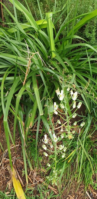 Albuca nelsonii, photographed by Brendan Smith