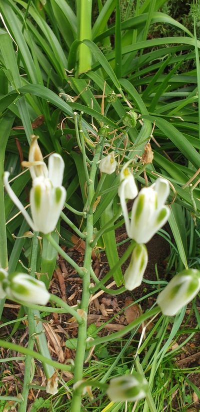 Albuca nelsonii, photographed by Brendan Smith