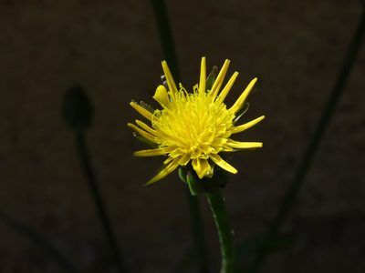Scorzonera laciniata, photographed by Emanuele Santarelli